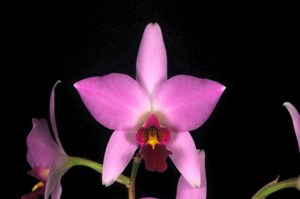 Laelia anceps HQ Supreme AM/AOS 81 pts.